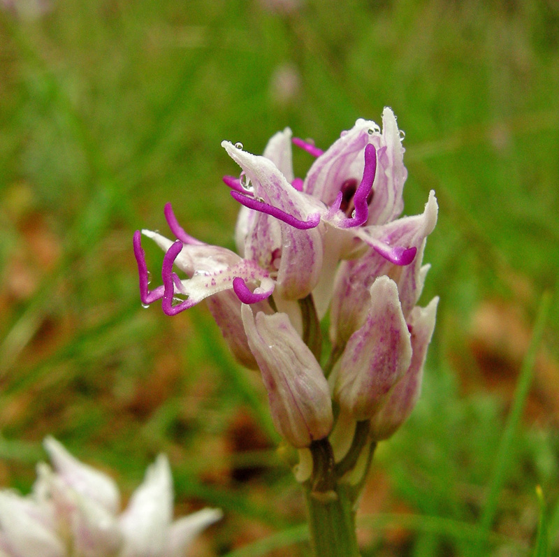 Orchidee del Chianti 2009